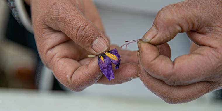 Hataylı kadın girişimci ödünç tohumla başladığı safran üretiminde ihracat hedefliyor