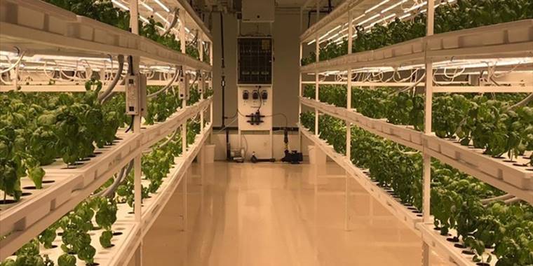 Yerin 30 metre altında yüzde 95 su tasarrufuyla sebze yetiştiriyorlar