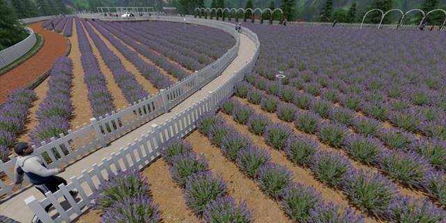 Meram'da yeni lavanta bahçesi tamamlanma aşamasında