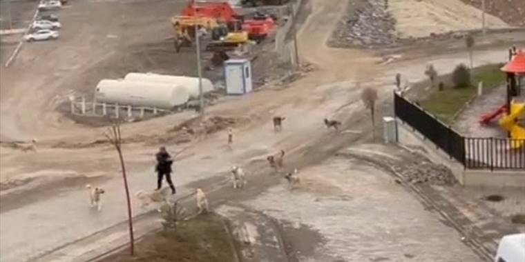 Sahipsiz köpeklerin saldırısından son anda kurtuldu