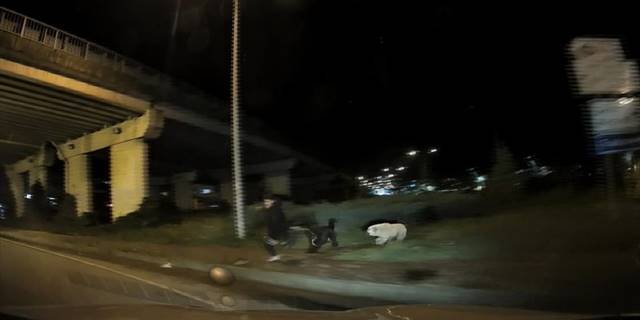 Rize'de köpeklerden kaçarken yola atlayan üniversiteli ezilmekten son anda kurtuldu