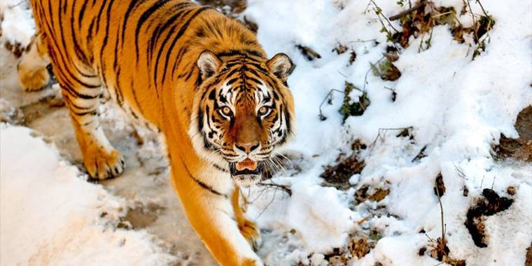 Savaş, Kiev Hayvanat Bahçesi'ni de "vurdu"