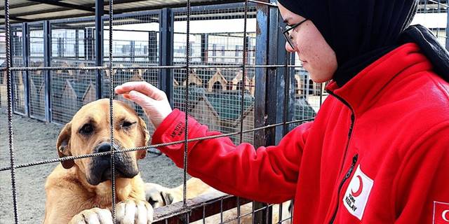 Bayburt'taki rehabilitasyon merkezi "can dostlara" şifa dağıtıyor