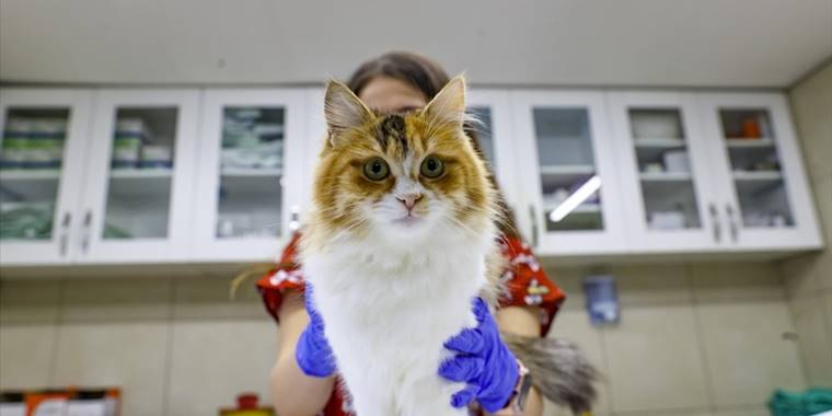 Ev hayvanlarının kayıt altına alınması çalışmaları devam ediyor