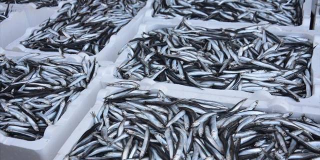 Batı Karadeniz'de balıkçılar limana kasalar dolusu hamsiyle döndü