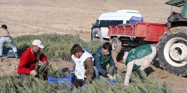 Ağaçlandırma seferberliğiyle Yozgat'ın bozkırı yeşile dönüşüyor