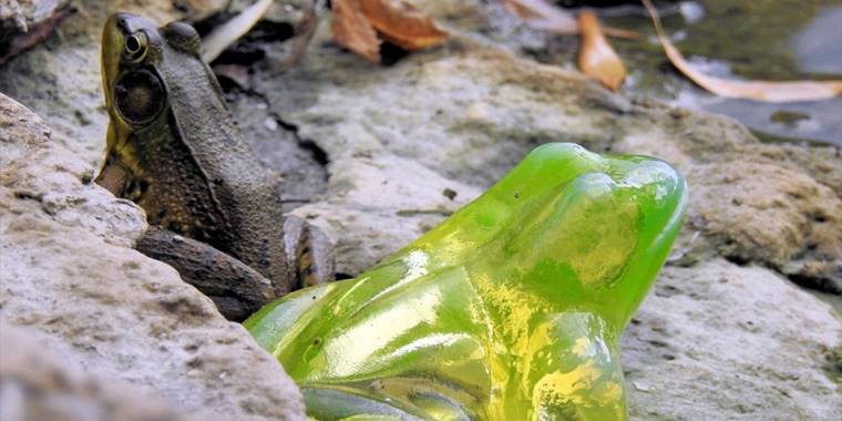 Bilim insanları cam kurbağaların nasıl saydamlaştığını keşfetti