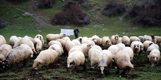 Tokat'tan Türkiye'ye yayılan proje ile kentteki hayvan varlığı ikiye katlandı