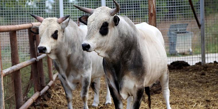 Büyükbaş hayvancılıkta "Yerli Kara" ve "Boz Irk" ıslah projeleri başlatılıyor