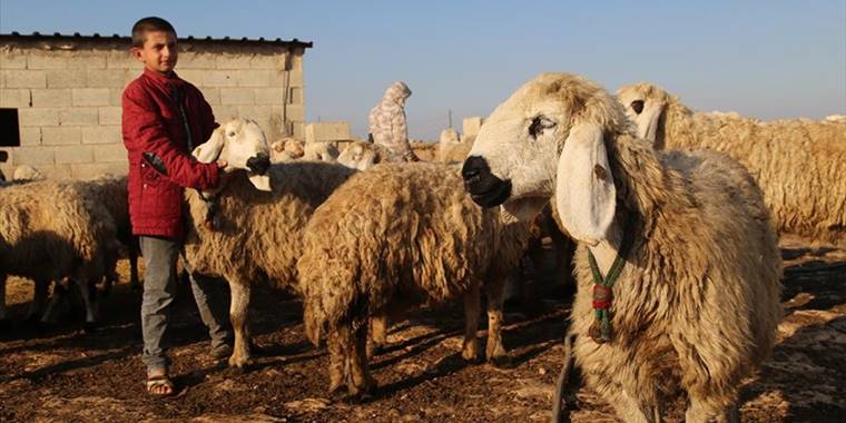 "Suruç koyunu"nun tescillenmesi için çalışma başlatıldı