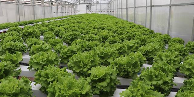 Topraksız sera için geliştirdikleri otomasyonla tarım lisesinde marul yetiştirdiler