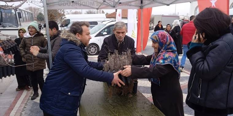 Mahmudiye'de üreticilere 11 bin lavanta fidesi dağıtıldı