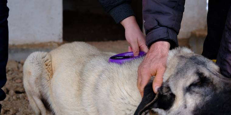 Sivas Cumhuriyet Üniversitesinde Kangal köpeklerine çip takıldı