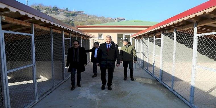 Gölcük Sokak Hayvanları Rehabilitasyon Merkezi İnşaatı Tamamlandı
