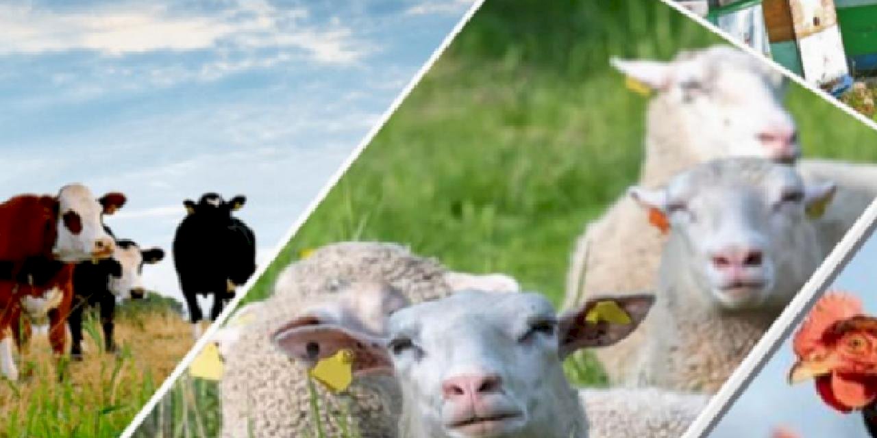 Depremzede hayvan yetiştiricilerine 'ayni' destek