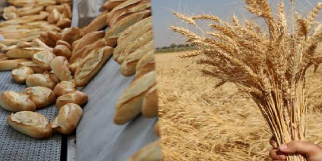 Hem ekmek üretiyor, hem de buğdayı