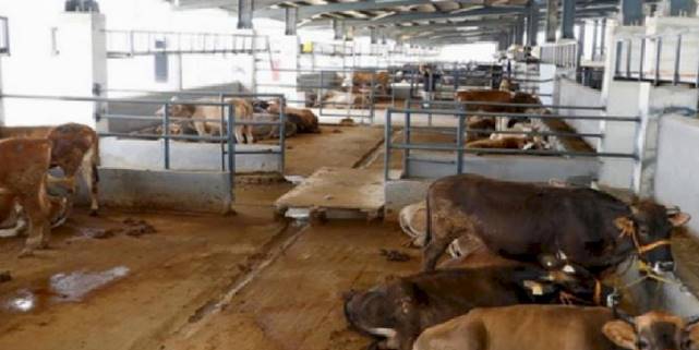 Bursa İnegöl'de 'şap' tedbiri... 23 Mart’a kapalı!