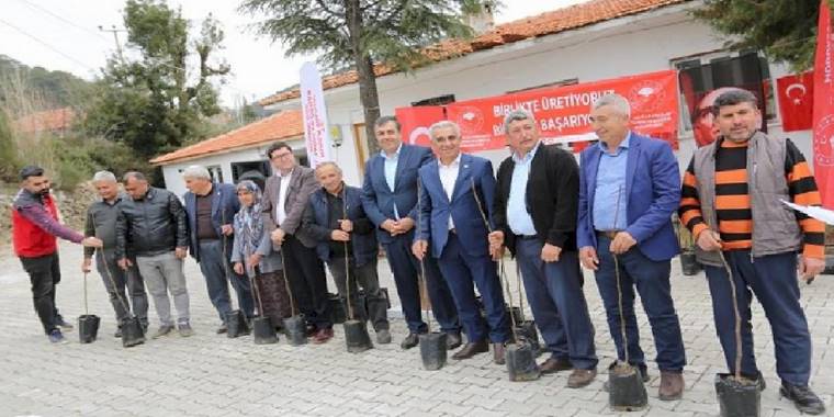 Dalaman'da Kaya İnciri ekimi