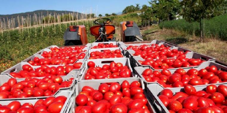 Domatese ihracat yasağı kararı Türkiye'yi ithalatçı yapar