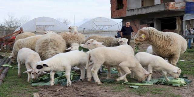 İzmit'te hibe hayvanlar yavrulamaya başladı