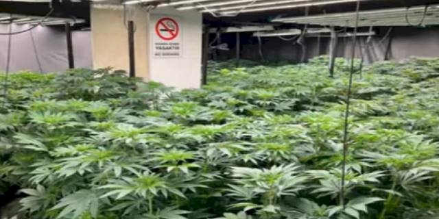 İstanbul'da 1.550 adet kök kenever ele geçirildi