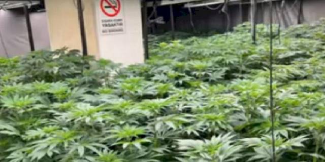 İstanbul'da 1.550 adet kök kenevir ele geçirildi