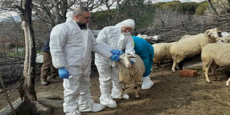 İzmit'teki küçükbaş hibelere 'şap' ertelemesi