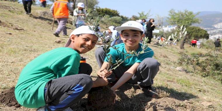 Bodrum'da zeytin fidanları toprakla buluştu