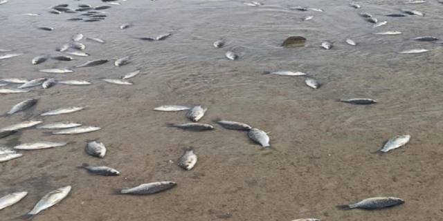 Batman Gercüş'te binlerce balık telef oldu