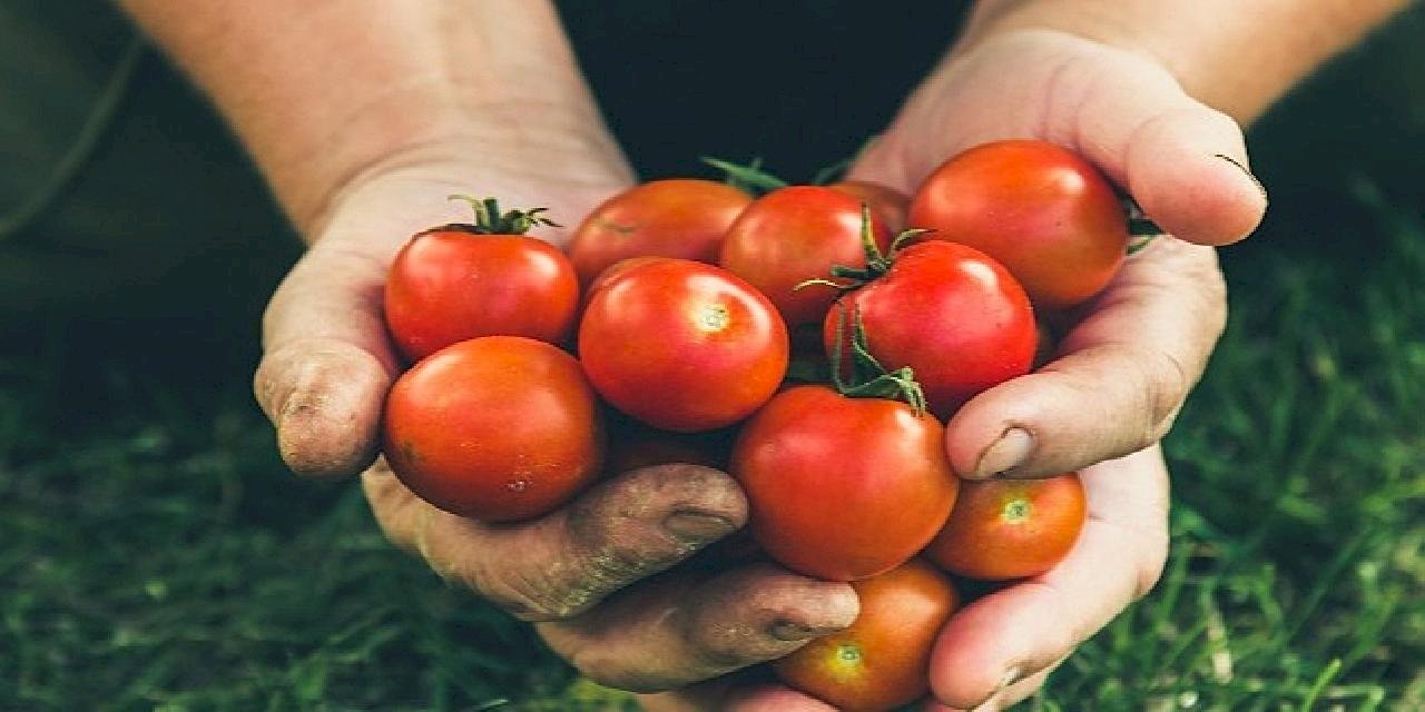 Rusya'ya domates ihracatında kota 350 bin tondan 500 bin tona çıkarıldı