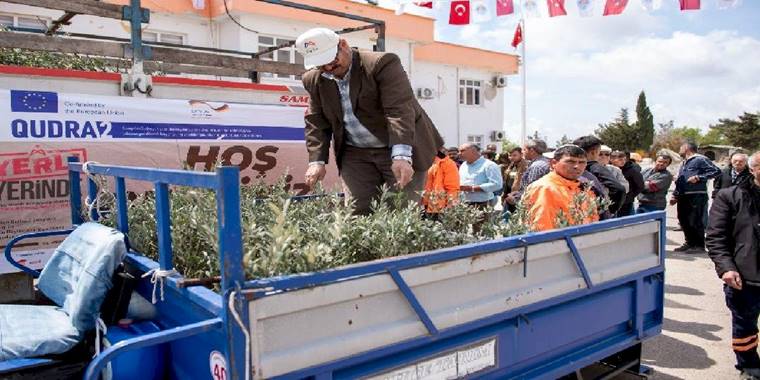 Üreticilere zeytin fidanı desteği