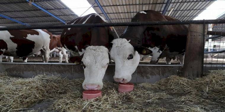 Hayvancılığa mineral taş desteği