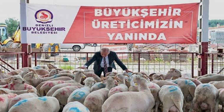 Hayvancılığa damızlık koç desteği