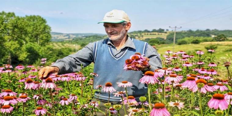 Bursa İnegöl'de 'Ekinezya'da üçüncü hasat heyecanı