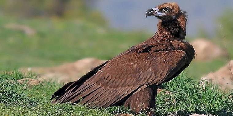 Beypazarı'nda doğa katliamına neden olacak kalker ocağı projesi durduruldu