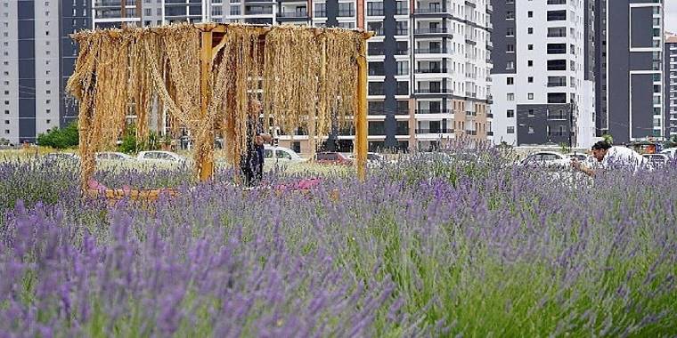 Başkan Altınok fotoğrafçıları Lavanta ve Gül bahçesine davet etti