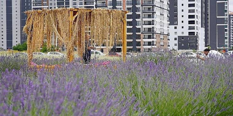 Başkan Altınok fotoğrafçıları Lavanta ve Gül bahçesine davet etti 