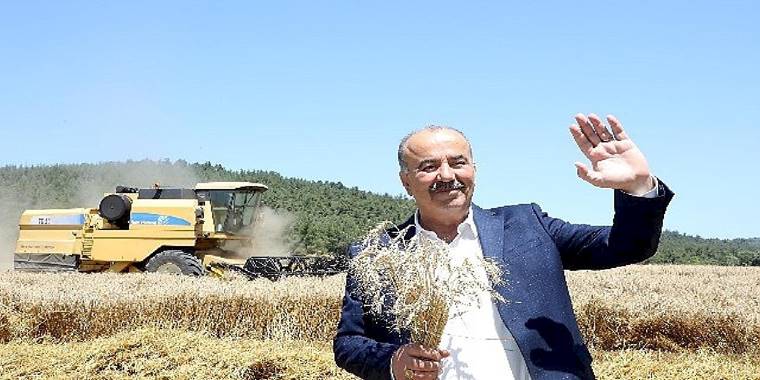 Mudanya'da buğday hasadı zamanı 