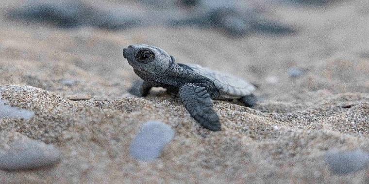 Mavi Gönüllüleri, Indigo Turtles projesi ile Caretta Caretta'ları Akdeniz'le buluşturmaya devam ediyor