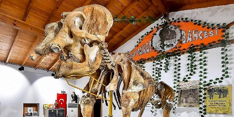 İzmir'in unutulmaz fili Pak Bahadır'ın iskeleti ziyaretçileri bekliyor
