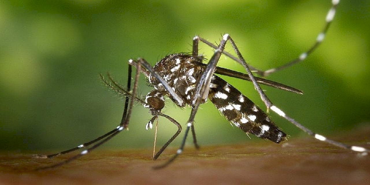 Yuvam Dünya İklim Kliniği Bilim Kurulu Üyesi Tanrıöver: İstilacı sivrisineklerin oluşturduğu tehdit kapımızda