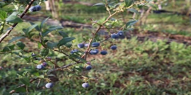 Bursa İnegöl'de 'Mavi Yemişin' ünü ülke sınırlarını aştı