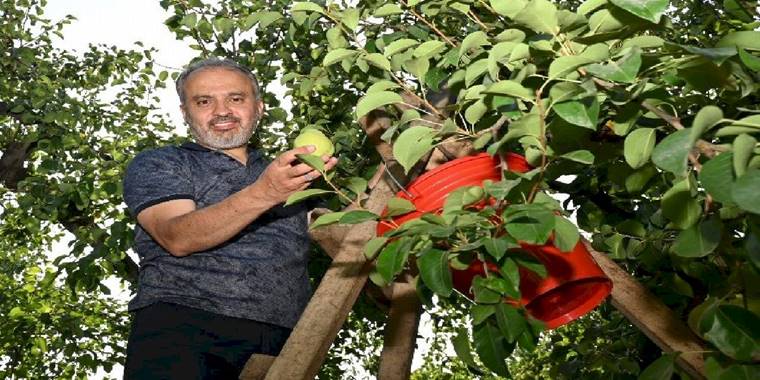 Bursa'da armut hasadı yapan çiftçiye Başkan Aktaş'tan yerinde ziyaret