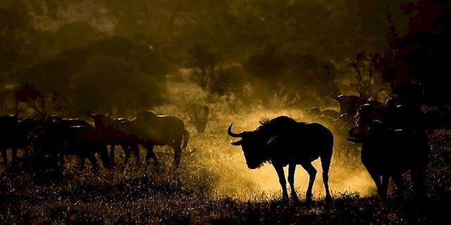 Canon yaratıcılığı, vizyonu ve anıları yakalamanın sanatını; Dünya Fotoğrafçılık Günü'nü kutluyor!