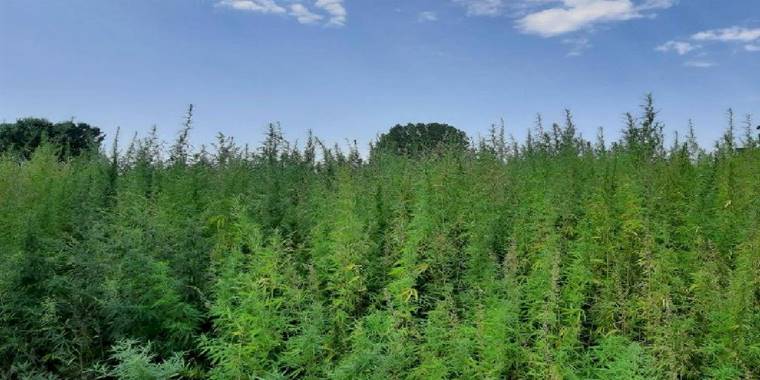 Edirne'de Jandarmadan kenevir operasyonu