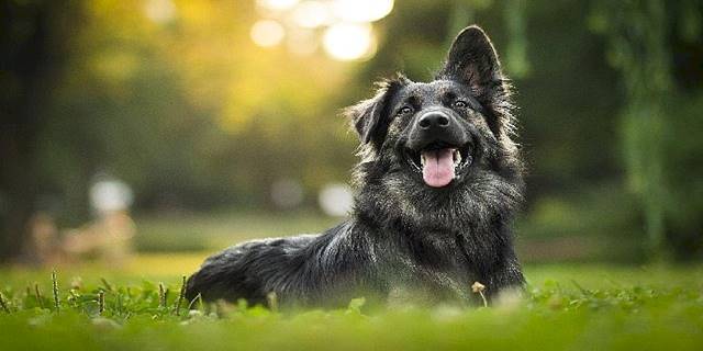 Hepsiburada'dan can dostlarımıza destek