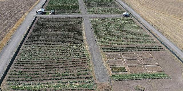 Ata tohumunu bereketlendiren bostan Keçiören'de