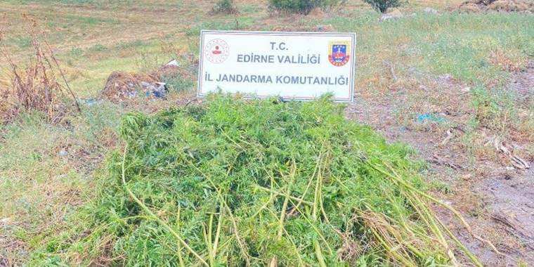 Edirne'de 450 kök kenevir bitkisi ele geçirildi