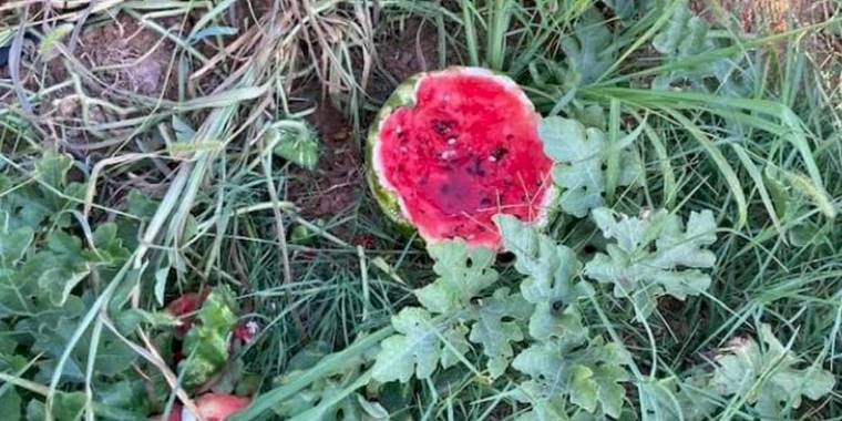 Bursa Yenişehir'de yaban hayvanları karpuzlara dadandı! Üretici çiftçiler helal etti!