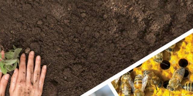 Tarımsal destekleme ödemeleri hesaplara aktarılacak